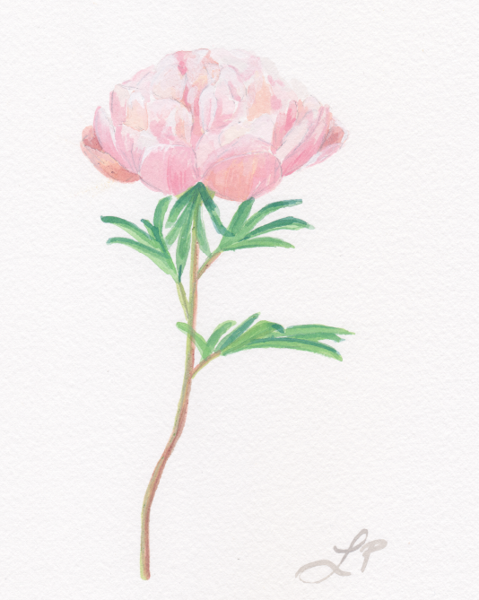 Peony 'coral charm'